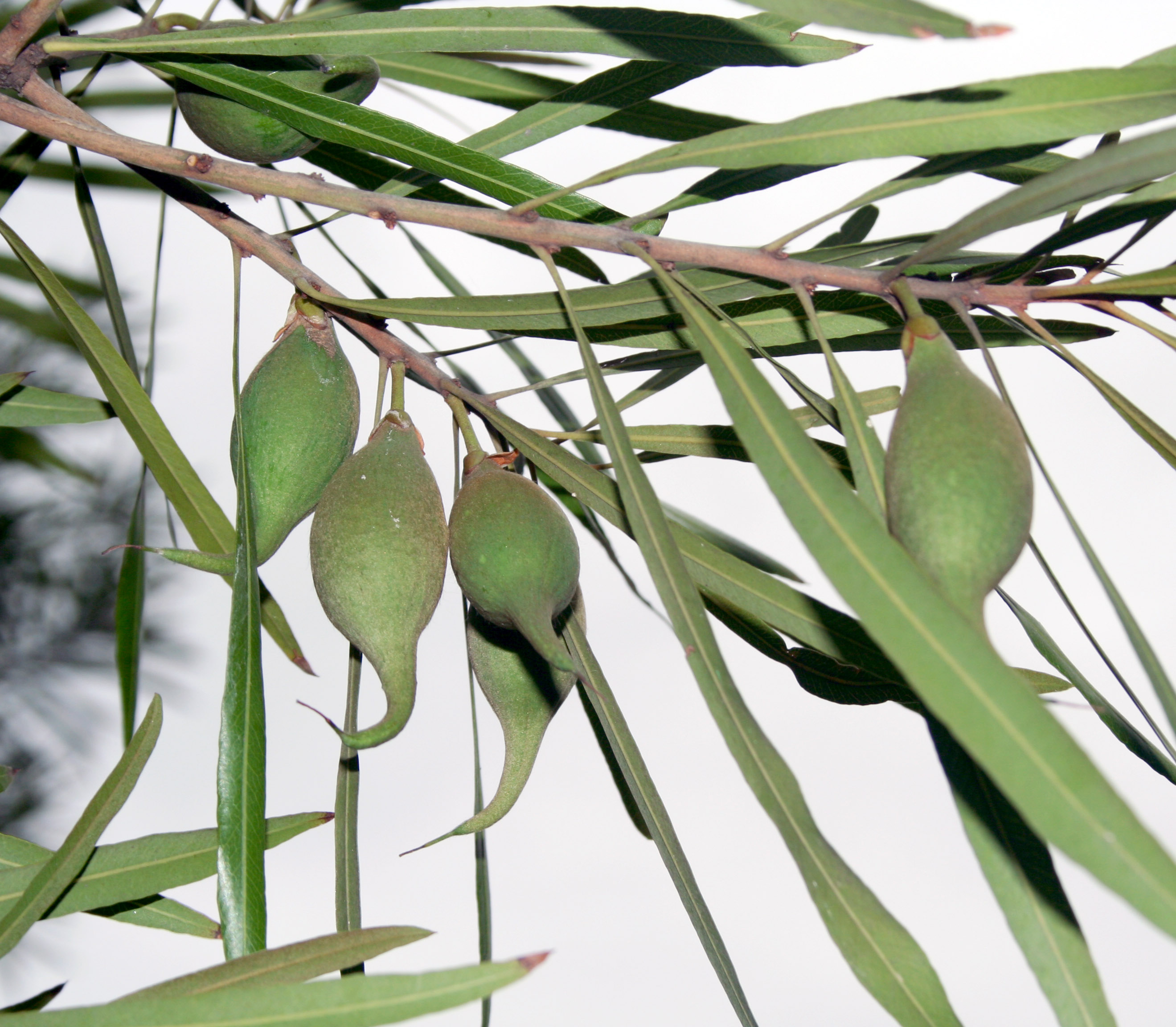 Mataojo (pouteria salicifolia) Foto Eduardo Haene